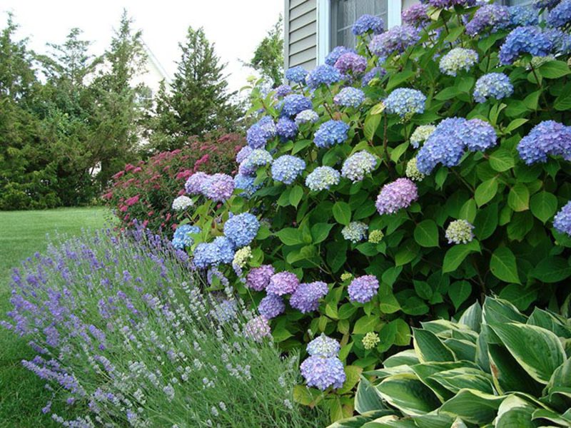 Hermoso arbusto de hortensias