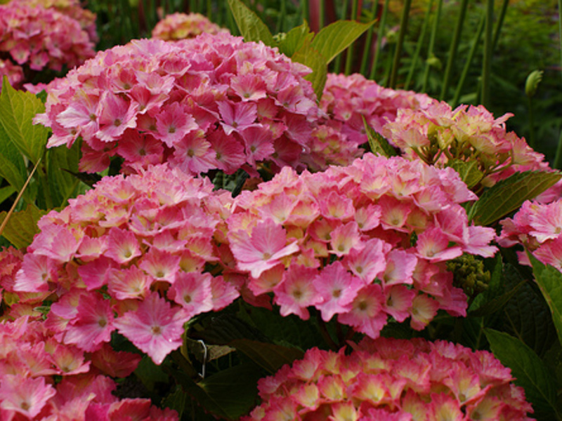 Hortensia puutarhassa