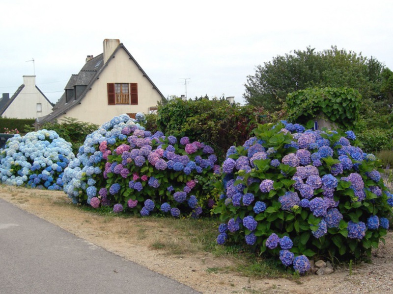 ¡Propagación de hortensias por esquejes!