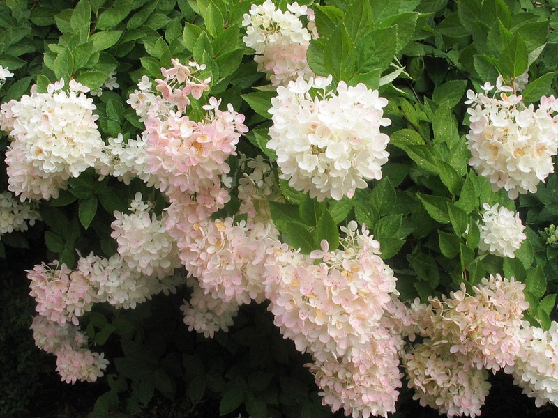 Entretien des hortensias de jardin