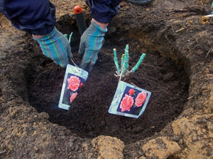 Regeln für die Vorbereitung einer Rosentransplantation