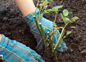 Factors to consider when transplanting roses in spring