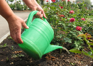 Rules for caring for roses after transplant