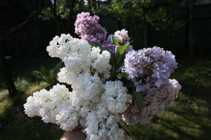 Lila: ett foto av en blomma och en mängd olika sorter