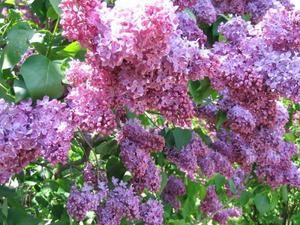 Varieties and types of lilac