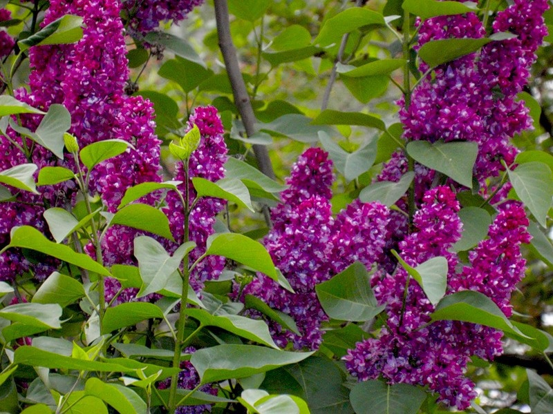 Flieder in voller Blüte