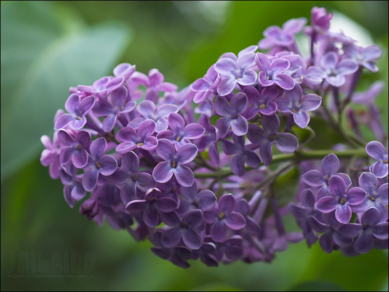 Variedad de variedades de lila.