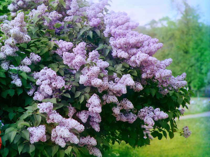 Lilac tuin in het land