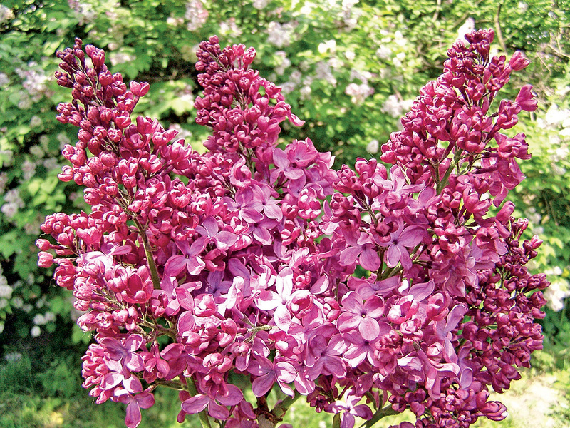 Beschrijving van de lila plant