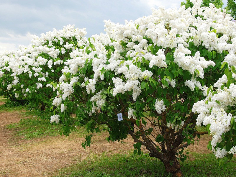 Período de floração lilás