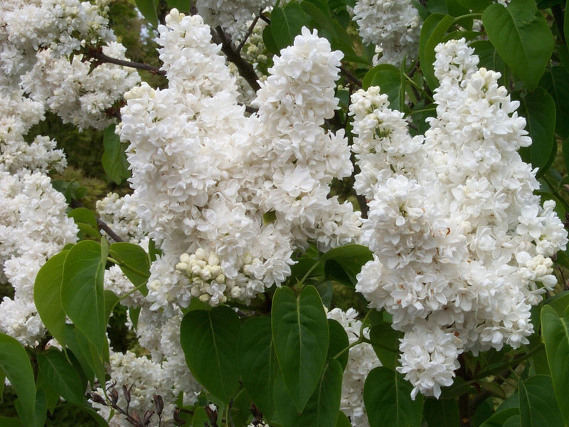 Comment pousse le lilas blanc