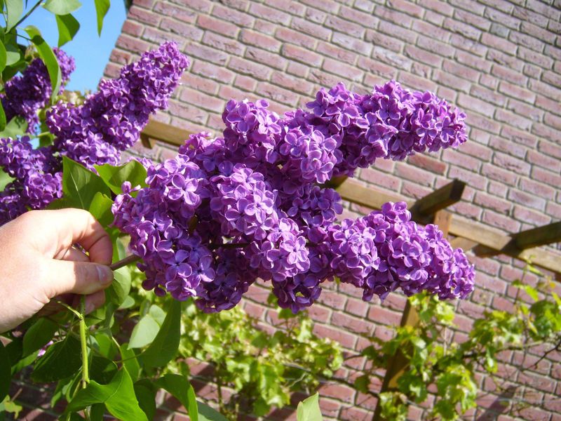 Creamy white lilac flowers