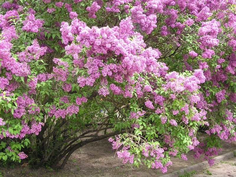 Varieties of lilac