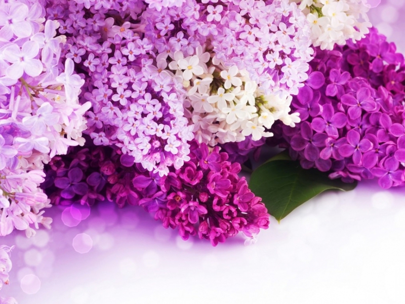 Fleurs lilas blanc crémeux