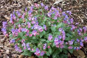 Lungwort มีสรรพคุณอะไรบ้าง?