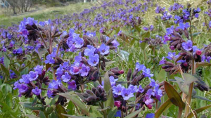 Planta pulmonária