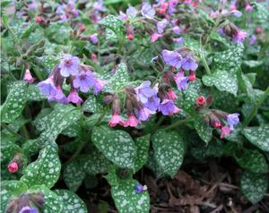 Ramuan lungwort mengandungi vitamin