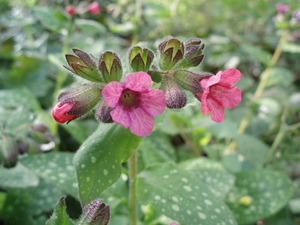 Kuasa perubatan lungwort