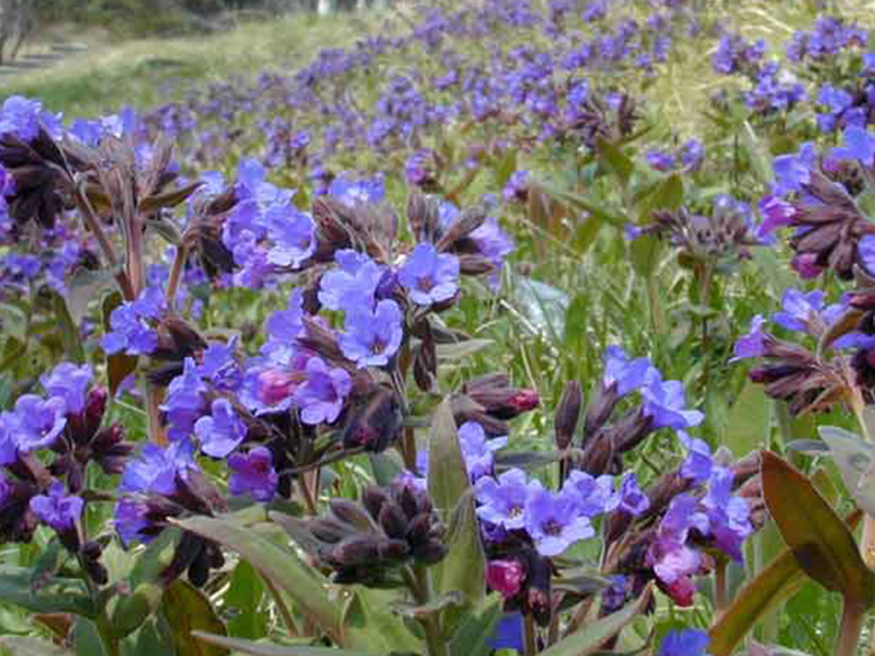 Egenskaber af plante lungwort