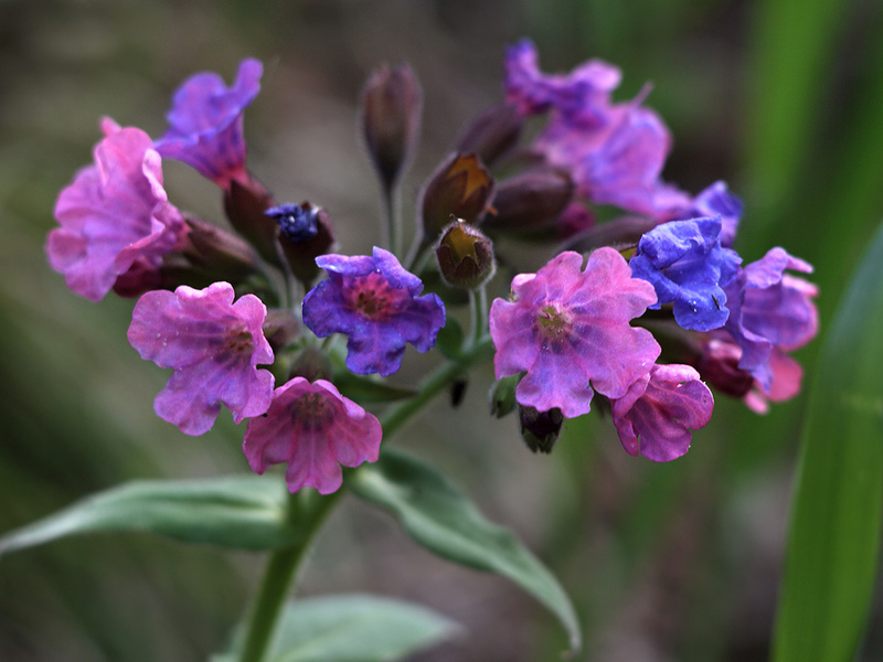 Penggunaan lungwort dalam perubatan rakyat