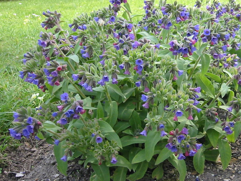 Steder med vækst af lungwort