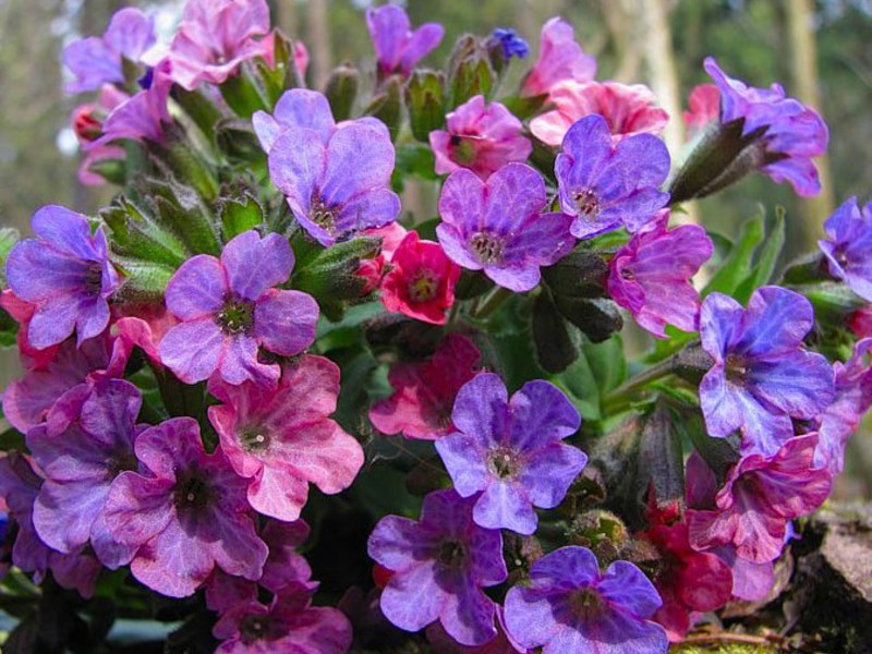 Período de floração de pulmonária