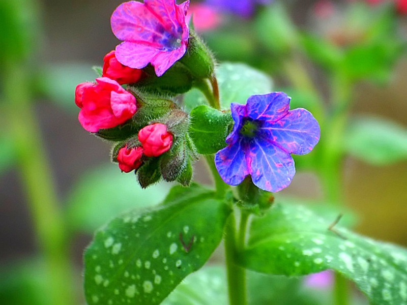 Blomstrende lungwort