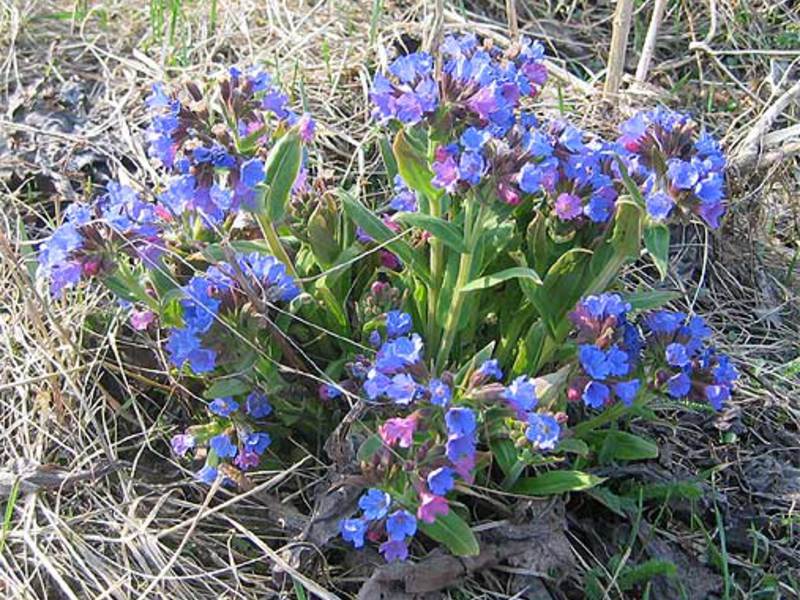 De que condições gosta de lungwort