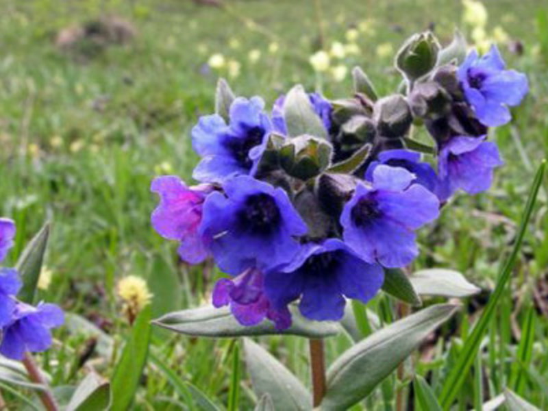 Karakteristika for lungwort