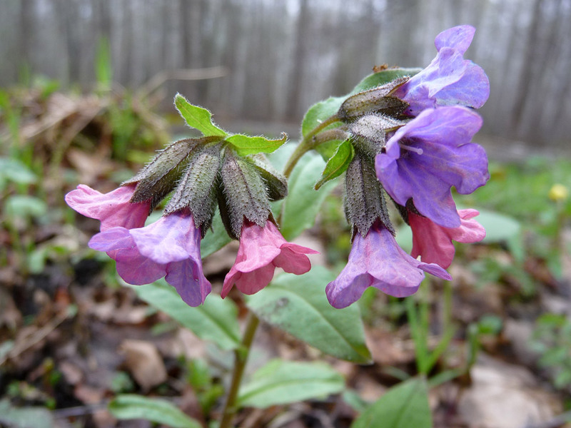 Lungwort-lajikkeet