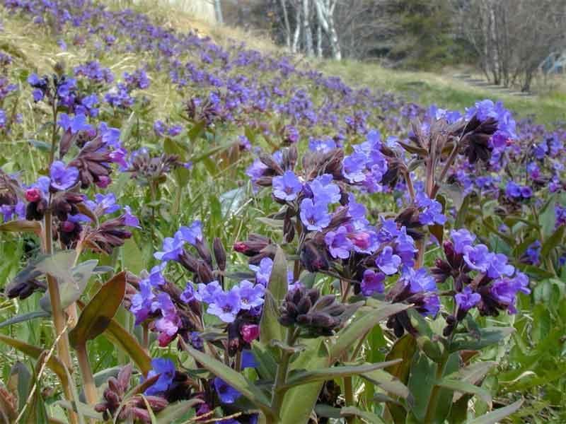 Como a planta lungwort é usada