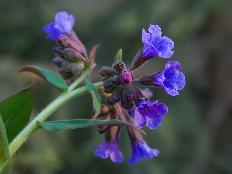 ปลูก Lungwort