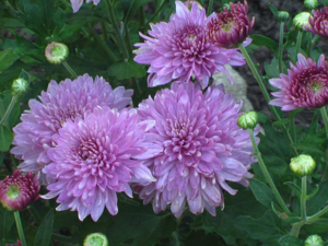 Chrysanthemum bloem