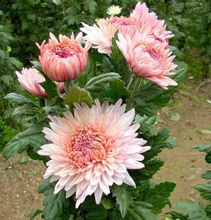 Verscheidenheid aan chrysantenrassen