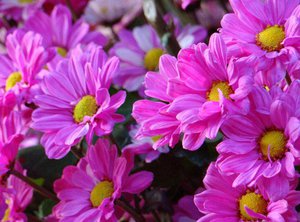 Hoe chrysanthemum correct te laten groeien