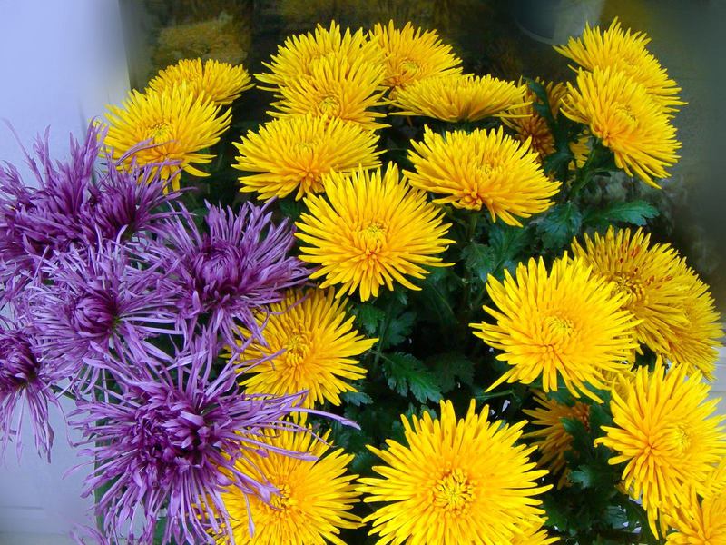 Chrysanthemum varieties