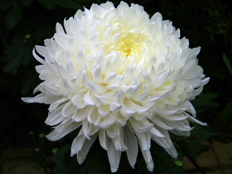 Chrysanthemum blomst og dens typer