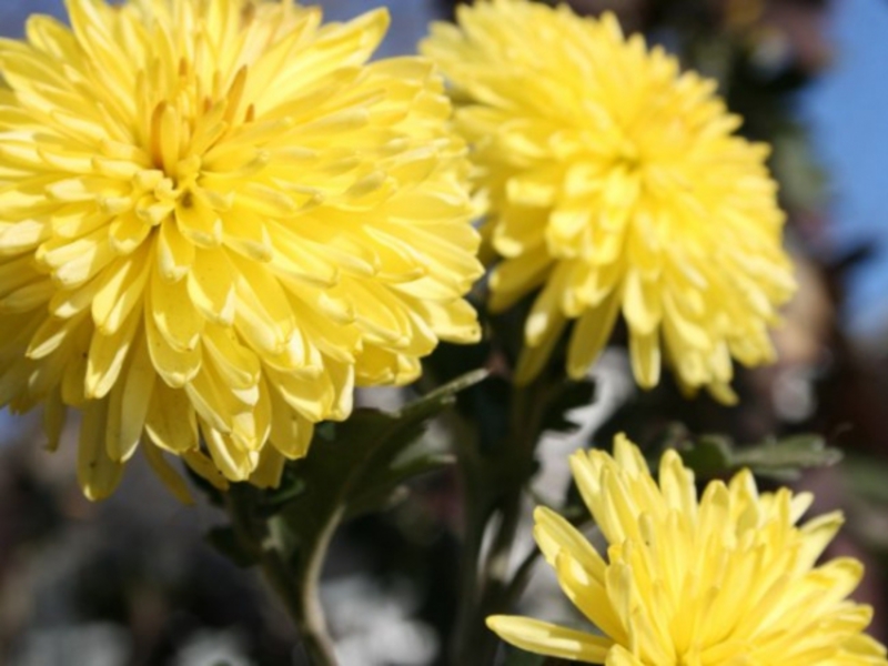 Gelbe Chrysantheme