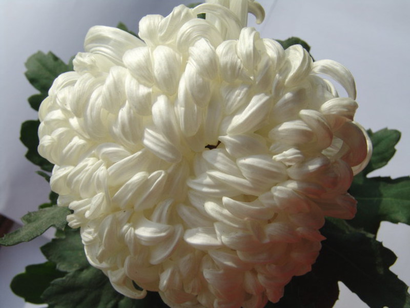 Rassen en variëteiten van chrysanthemum