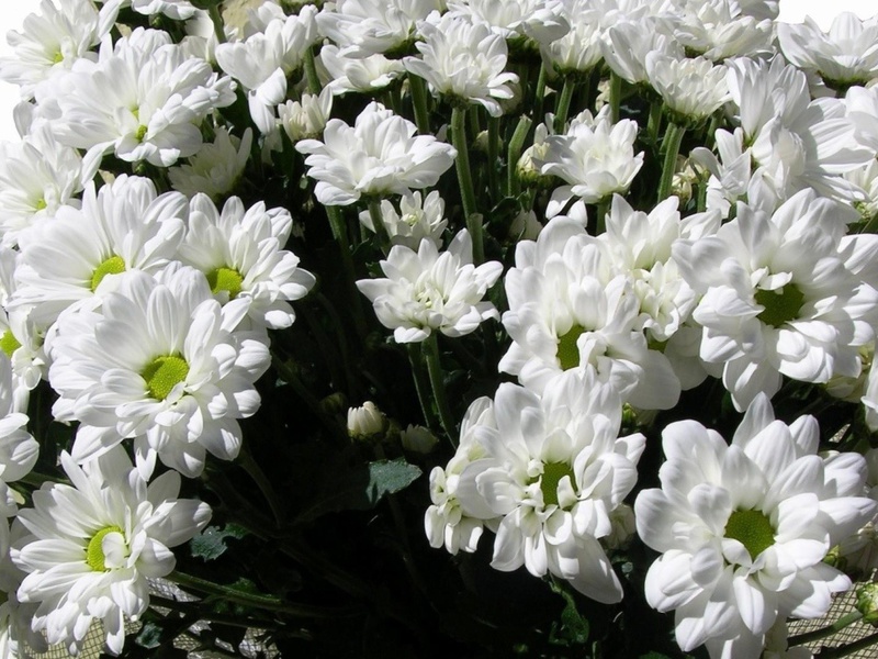 Beschrijving van chrysanten