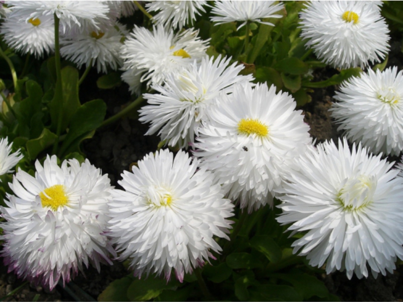 Mga pagkakaiba-iba ng Chrysanthemum