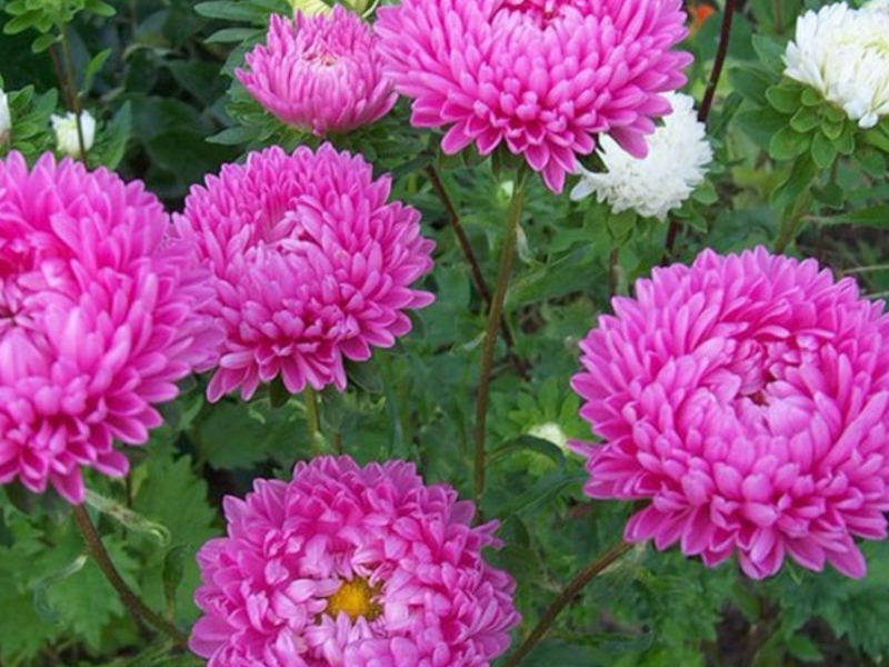 Chrysanthemums and its types