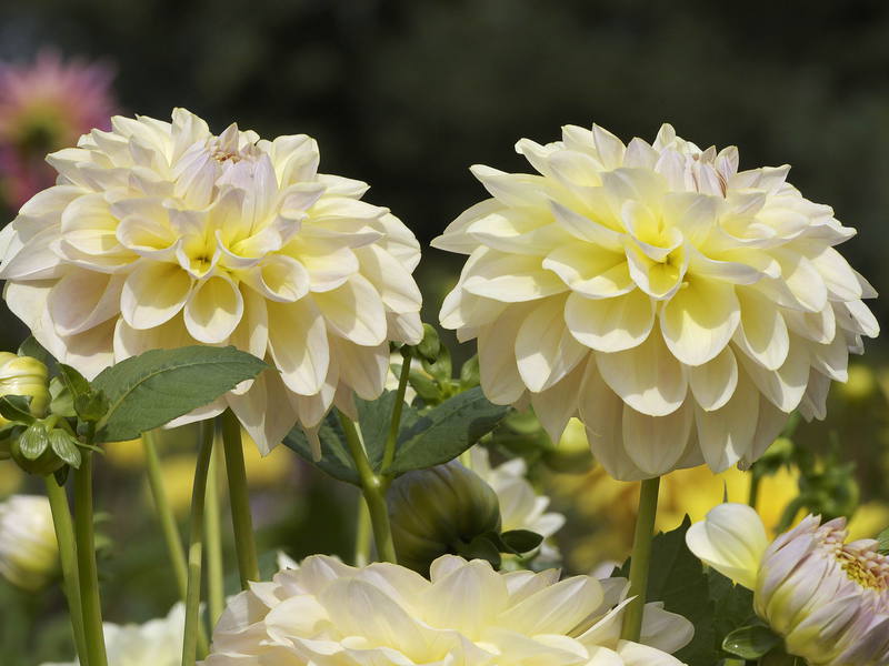 Bouquet de lindos crisântemos