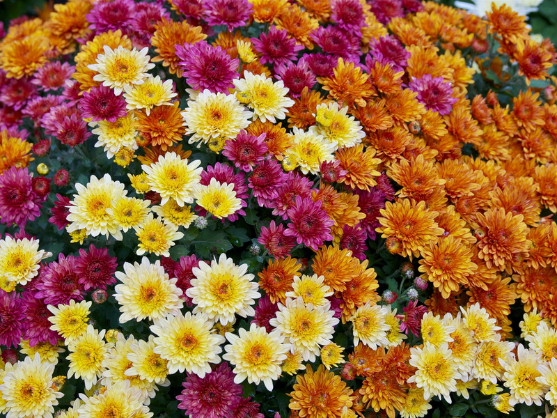 Hvordan blomstrer zrysanthemum