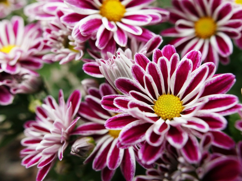 Les chrysanthèmes sont disponibles dans toutes les nuances de rose, rouge, orange, jaune et blanc