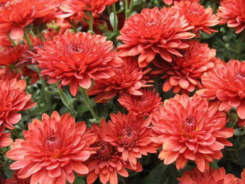 Rote Chrysanthemen