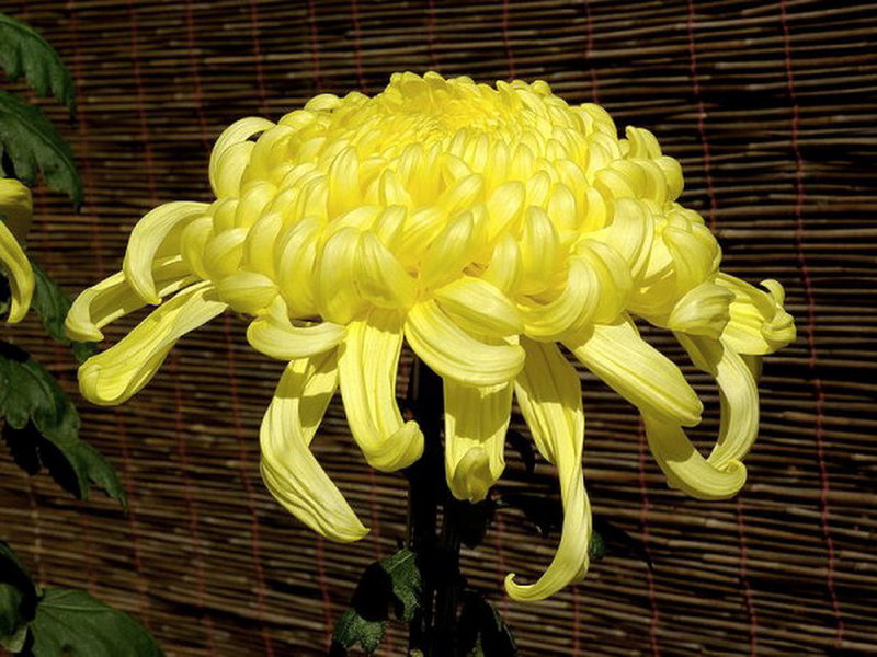 Chrysanthemum blomstrer