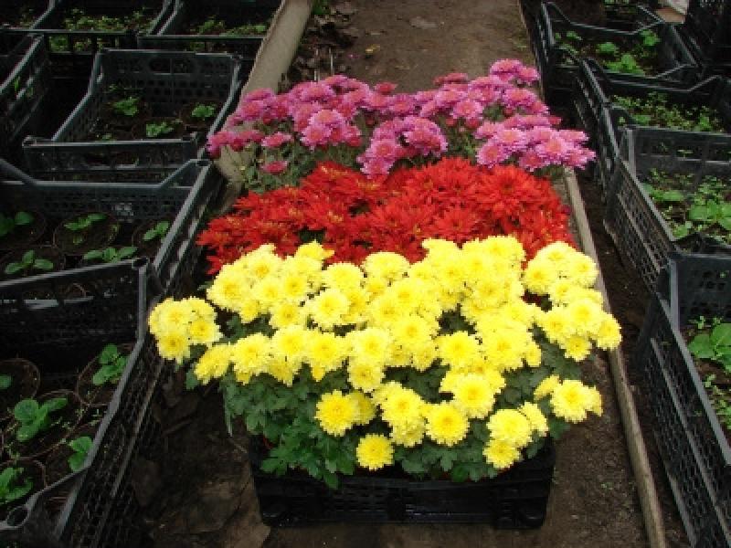 Wie man zu Hause Chrysanthemen züchtet