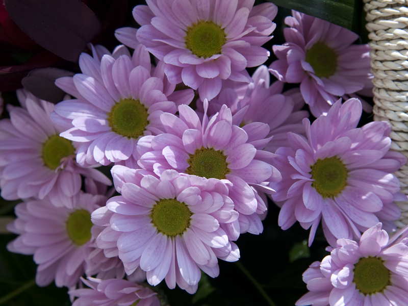 Variétés de chrysanthèmes