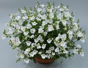 Diascia aprašymas